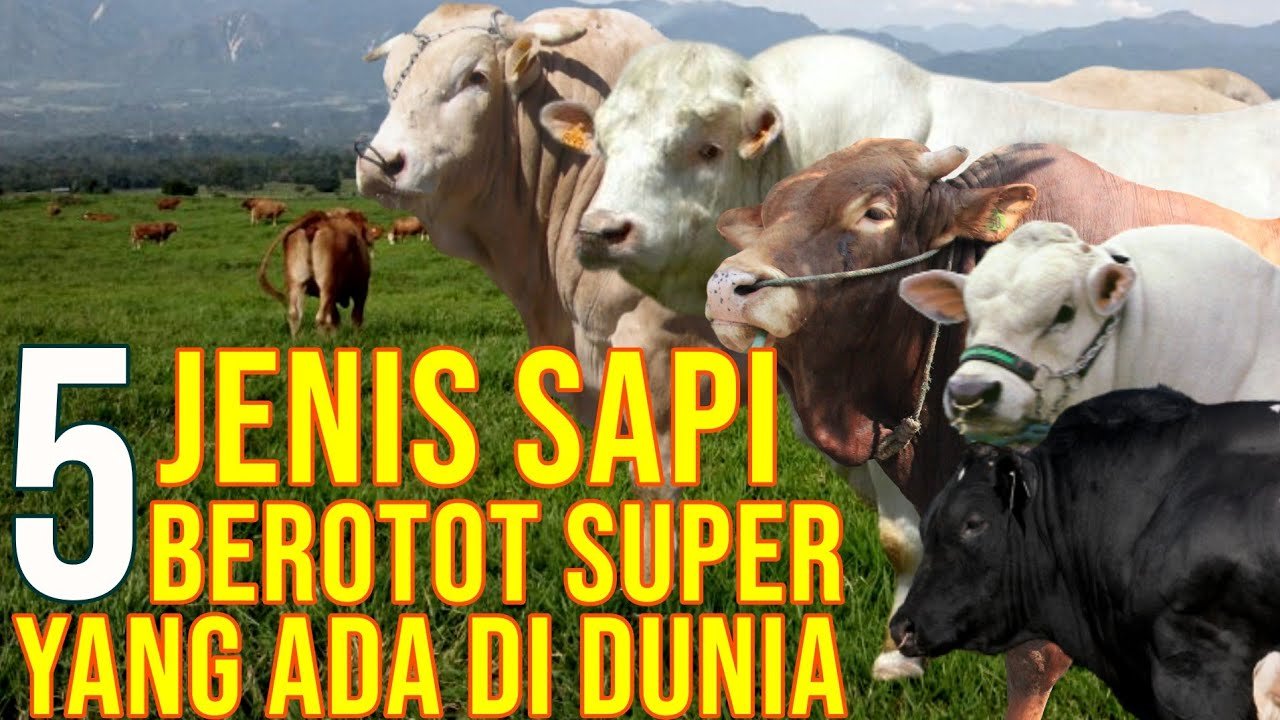 
                                 Sapi-Super-Otot-Kekar-Terbesar-Di-Dunia
